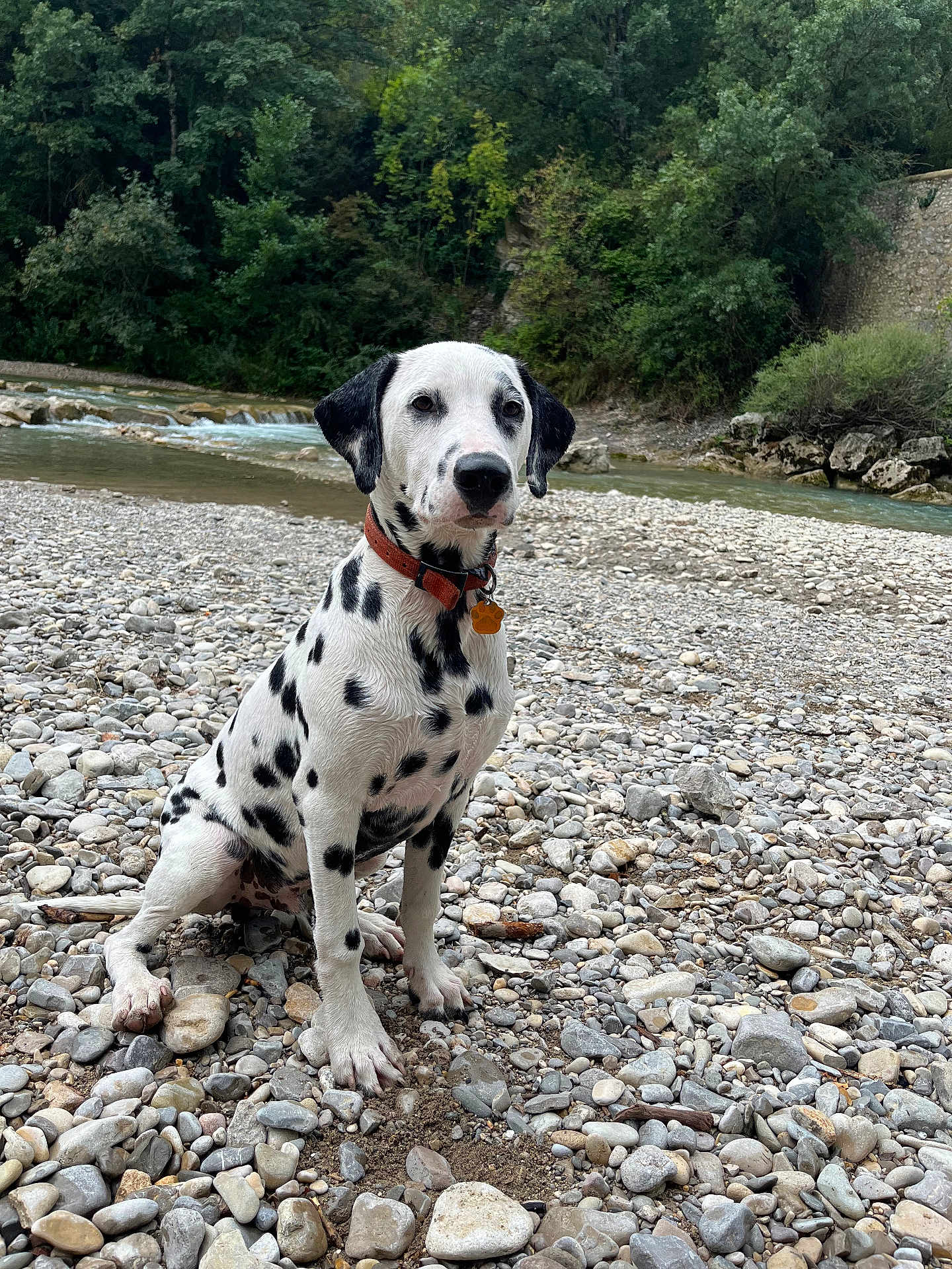 Markus participe au concours pour gagner de l'argent avec cette photo : dog, dalmatian, puppy, river, rocks, outdoor, nature, water, trees, greenery, collar, pet, animal, sitting, landscape, daylight, canine, wildlife, cute, spot