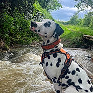 Markus a rejoint le concours — aidez-le/la à gagner de superbes lots ! dalmatian, dog, animal, water, creek, nature, greenery, trees, sky, cloudy, outdoor, leash, harness, spot, sitting, pet, canine, riverbank, wildlife, scenic