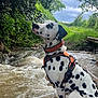 dalmatian, dog, animal, water, creek, nature, greenery, trees, sky, cloudy, outdoor, leash, harness, spot, sitting, pet, canine, riverbank, wildlife, scenic