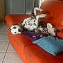 Markus a rejoint le concours — aidez-le/la à gagner de superbes lots ! dog, dalmatian, couch, orange_leather, pillow, indoor, tile_floor, relaxed, pet, home, funny_pose, legs_up, collar, furniture, window, curtains, cabinet, plant, natural_light, living_room