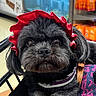 dog, black_dog, pet, shopping_cart, red_headband, fur, close_up, indoor, store, curious, animal, accessory, cute, portrait, small_dog, leash, furniture, blurred_background, looking_at_camera, domestic_animal