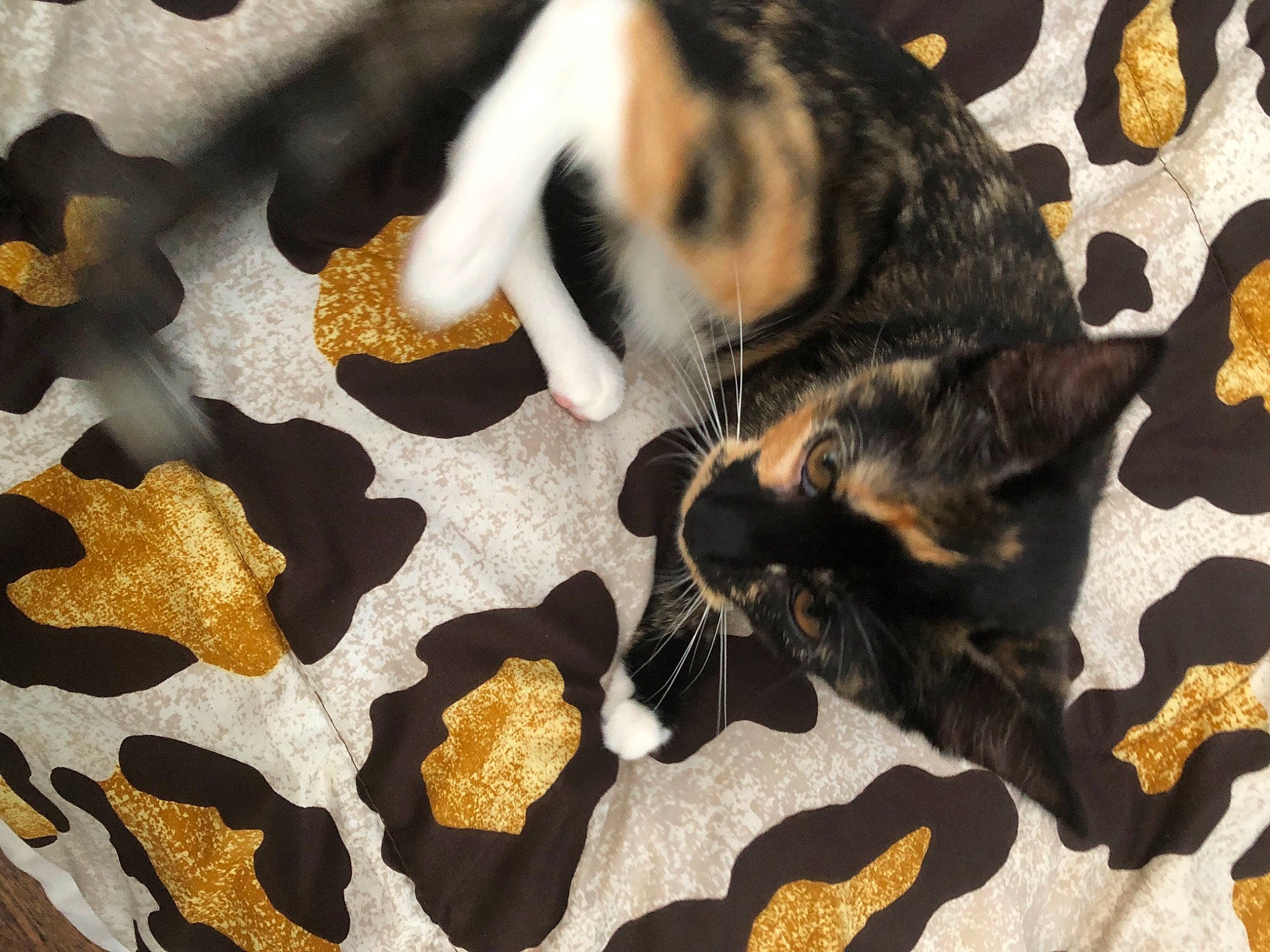 Salem is registered to the contest to win money with this photo: brown, carnivore, cat, claw, comfort, companion_dog, dog_breed, domestic_short_haired_cat, fawn, felidae, flooring, fur, pattern, paw, small_to_medium_sized_cats, sporting_group, tail, tree, whiskers, wood