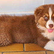 Akira participe au concours pour gagner de l'argent avec cette photo : puppy, dog, brown, white, blue_eyes, tongue_out, lying_down, tile_floor, door, cute, fluffy, young_dog, pet, animal, domestic_animal, fur, indoors, resting, playful, adorable
