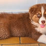 puppy, dog, brown, white, blue_eyes, tongue_out, lying_down, tile_floor, door, cute, fluffy, young_dog, pet, animal, domestic_animal, fur, indoors, resting, playful, adorable