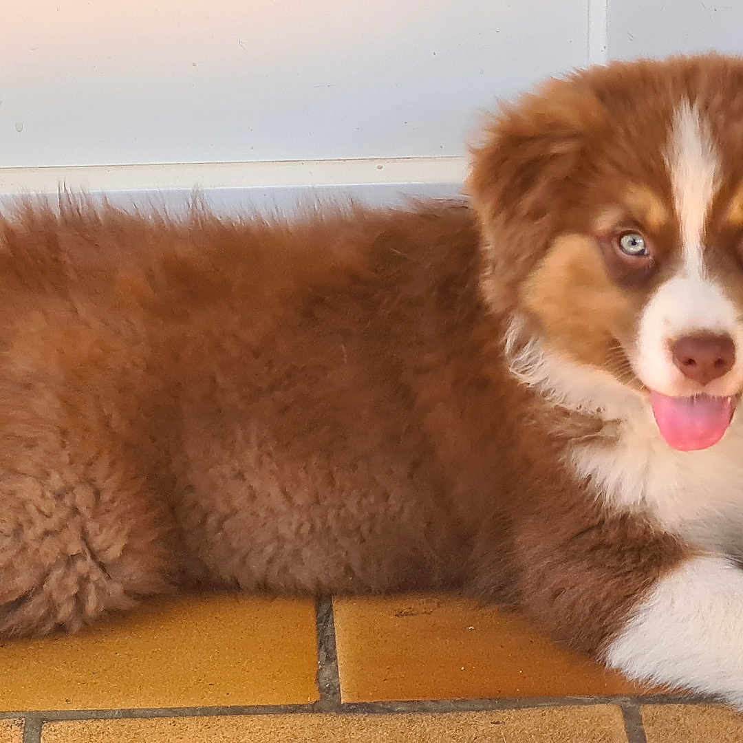 Akira participe au concours pour gagner de l'argent avec cette photo : adorable, animal, blue_eyes, brown, cute, dog, domestic_animal, door, fluffy, fur, indoors, lying_down, pet, playful, puppy, resting, tile_floor, tongue_out, white, young_dog