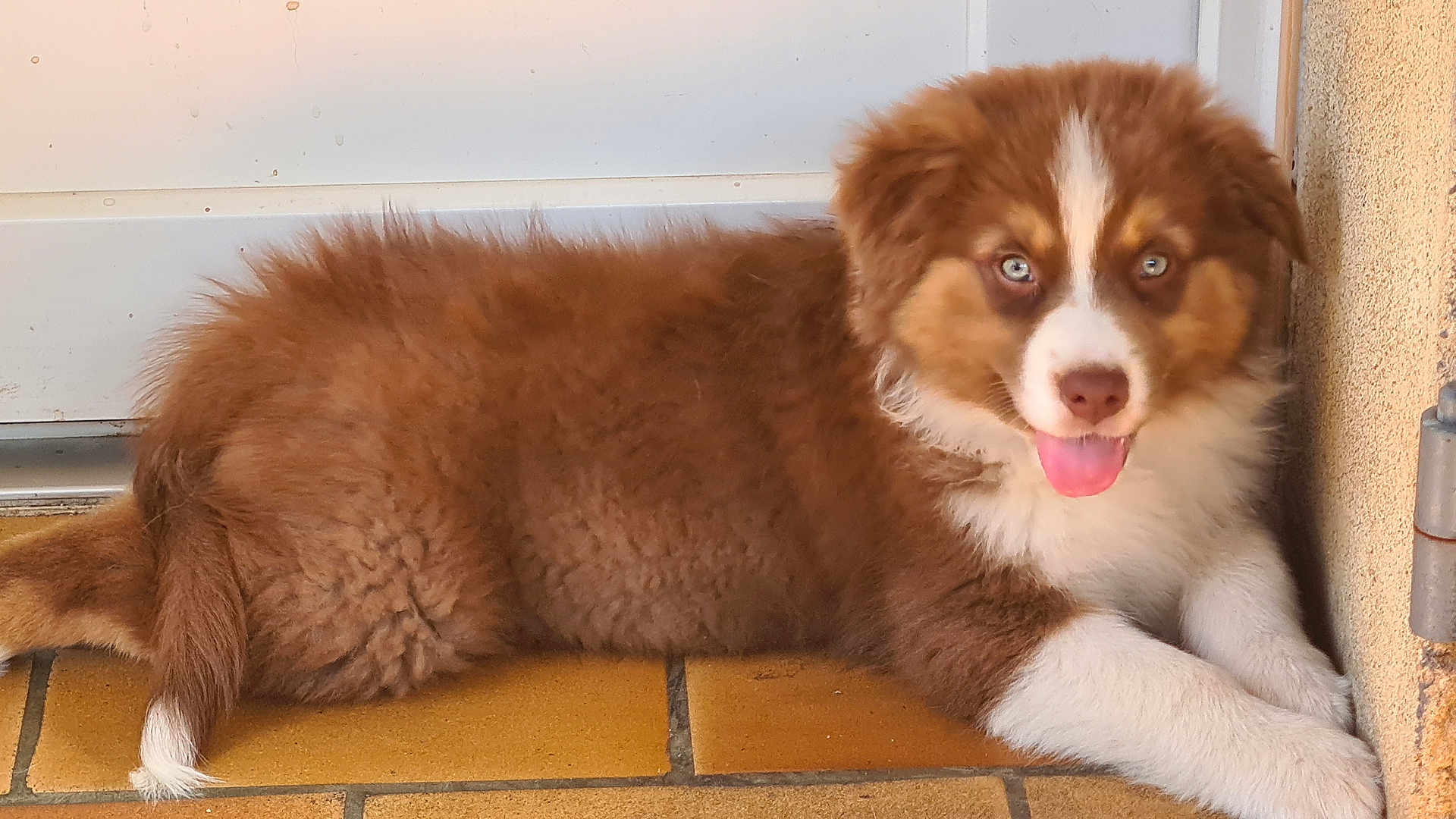 Akira participe au concours pour gagner de l'argent avec cette photo : puppy, dog, brown, white, blue_eyes, tongue_out, lying_down, tile_floor, door, cute, fluffy, young_dog, pet, animal, domestic_animal, fur, indoors, resting, playful, adorable