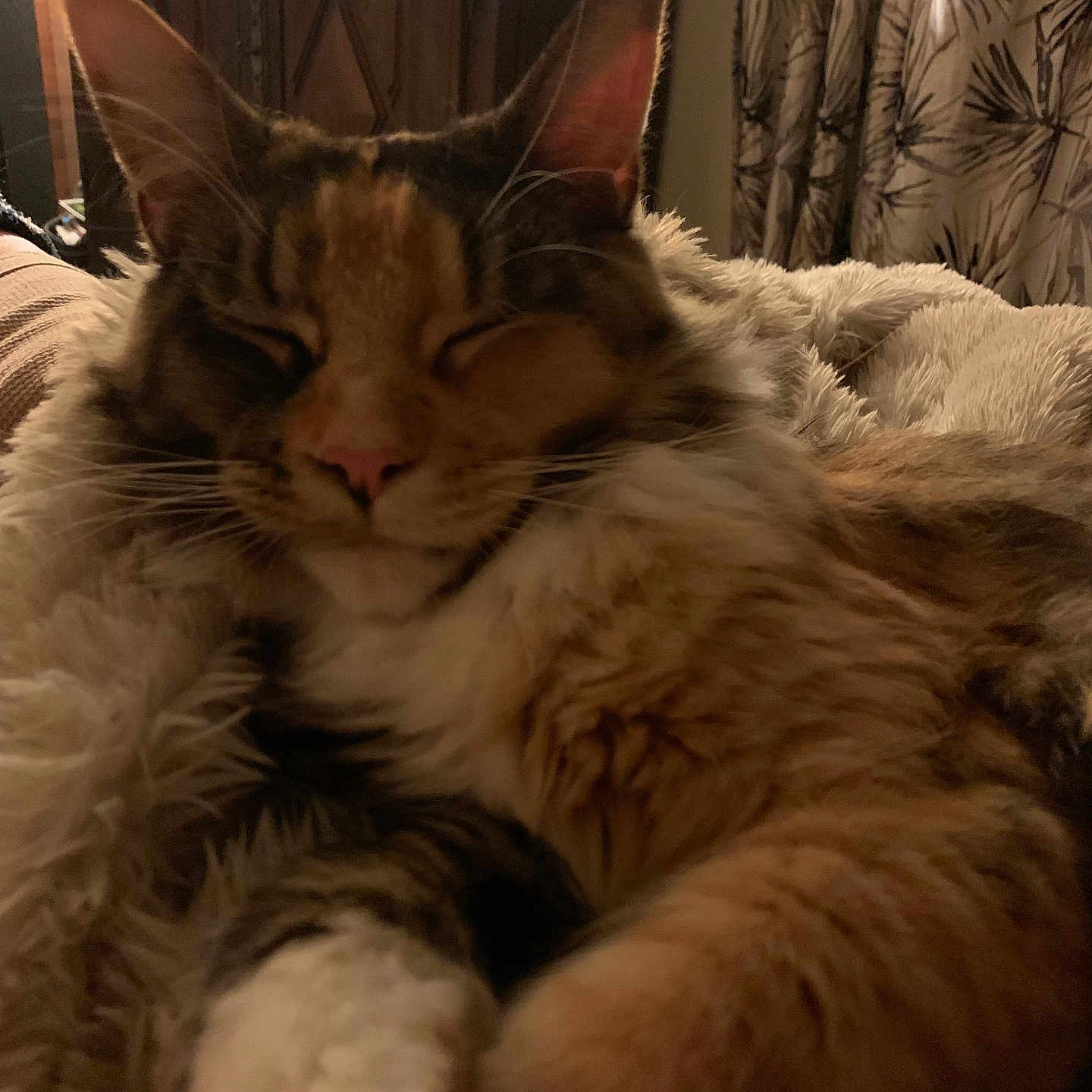 Praline