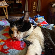 Silver is registered to the contest to win money with this photo: animal, black_and_white, blanket, cat, closeup, collar, comfort, cozy, crab_pattern, cute, fish_pattern, fleece, home, indoor, living_room, pet, relaxation, resting, sleeping, wood_paneling