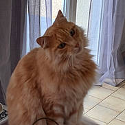 Oscar a rejoint le concours — aidez-le/la à gagner de superbes lots ! cat, orange_tabby, fluffy, indoor, curious, head_tilt, window, curtains, tiled_floor, pet, feline, mammal, domestic_animal, whiskers, ears, fur, sitting, close_up, household, natural_light