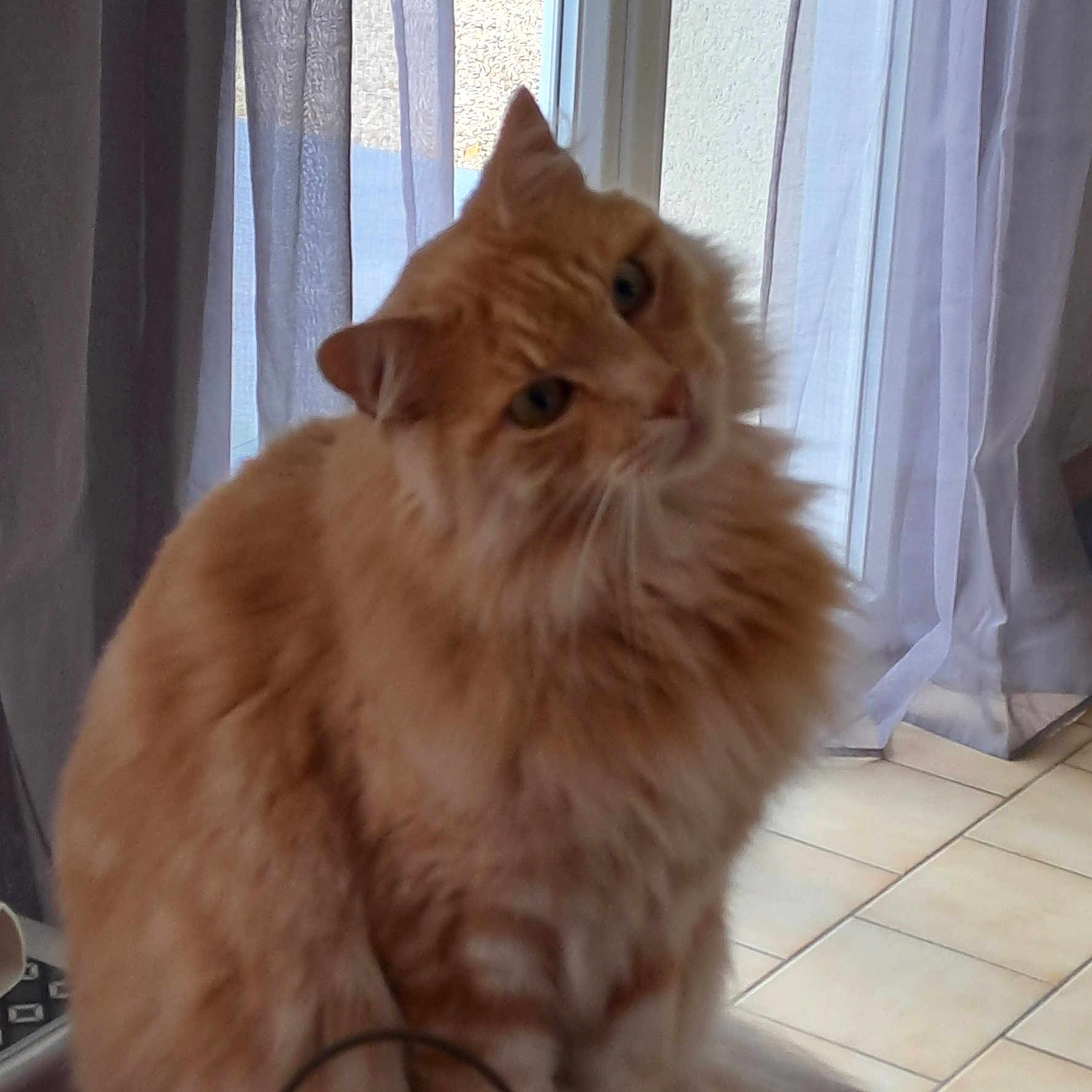 Oscar a rejoint le concours — aidez-le/la à gagner de superbes lots ! cat, close_up, curious, curtains, domestic_animal, ears, feline, fluffy, fur, head_tilt, household, indoor, mammal, natural_light, orange_tabby, pet, sitting, tiled_floor, whiskers, window