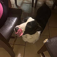 Flash joined the competition — help win amazing prizes! dog, black_and_white, tongue_out, indoor, tile_floor, wooden_chairs, leather_seat, pet, animal, playful, canine, household, flooring, furniture, domestic, companion, mammal, cute, looking_up, tongue