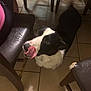dog, black_and_white, tongue_out, indoor, tile_floor, wooden_chairs, leather_seat, pet, animal, playful, canine, household, flooring, furniture, domestic, companion, mammal, cute, looking_up, tongue