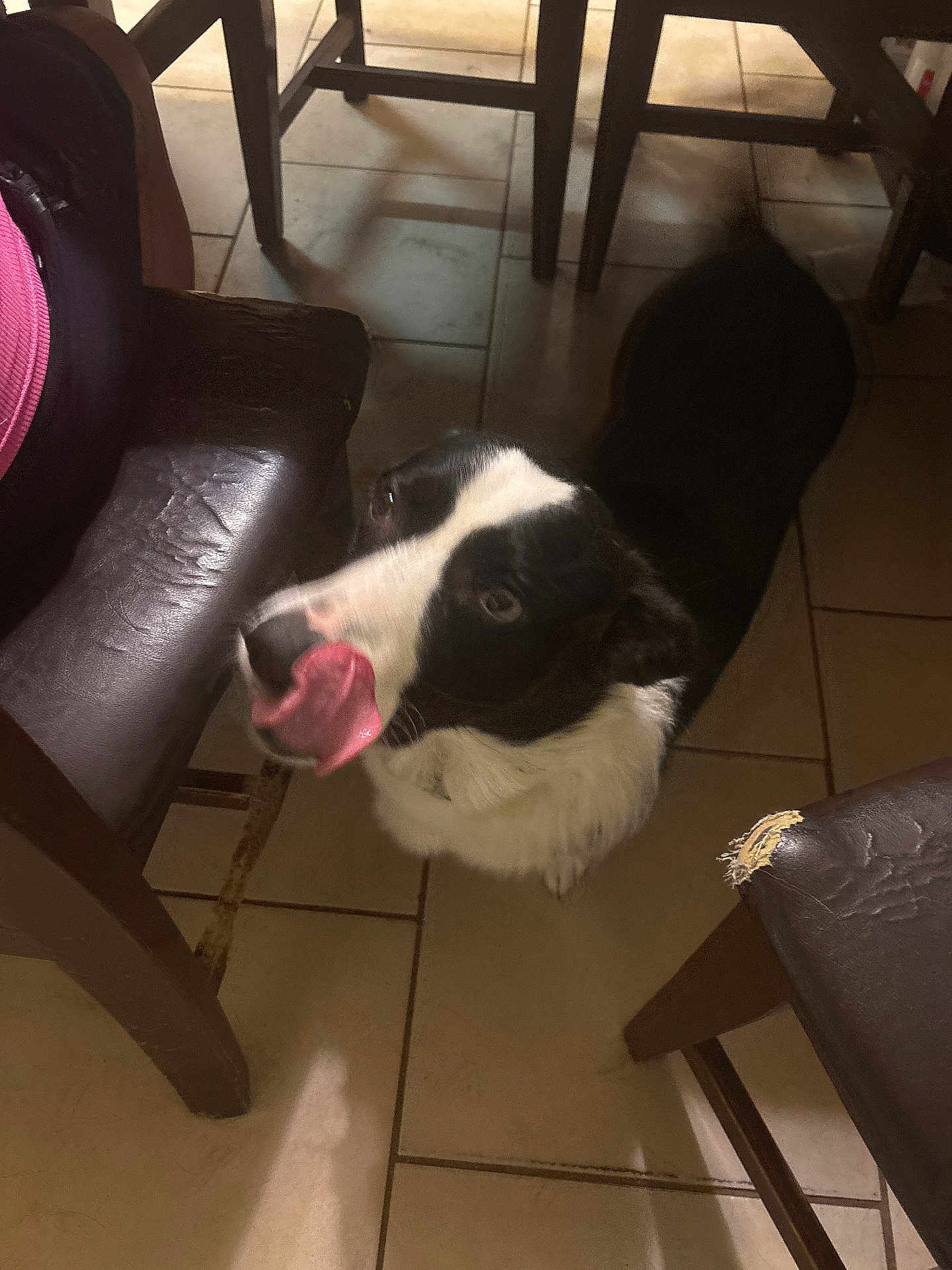 Flash joined the competition — help win amazing prizes! dog, black_and_white, tongue_out, indoor, tile_floor, wooden_chairs, leather_seat, pet, animal, playful, canine, household, flooring, furniture, domestic, companion, mammal, cute, looking_up, tongue