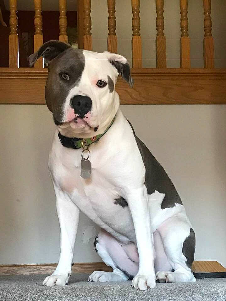 Pewter is registered to the contest to win money with this photo: american_bulldog, american_pit_bull_terrier, american_staffordshire_terrier, ancient_dog_breeds, bulldog, bully_kutta, canidae, carnivore, companion_dog, dog, dog_breed, fawn, mammal, molosser, non_sporting_group, rare_breed_dog, snout, sporting_group, valley_bulldog, vertebrate