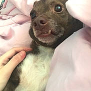 Bandit joined the competition — help win amazing prizes! bed, blanket, brown, closeup, comfort, cozy, cute, dog, domestic_animal, expression, fur, hand, indoor, paw, pet, relaxation, resting, sleepy, small_dog, white