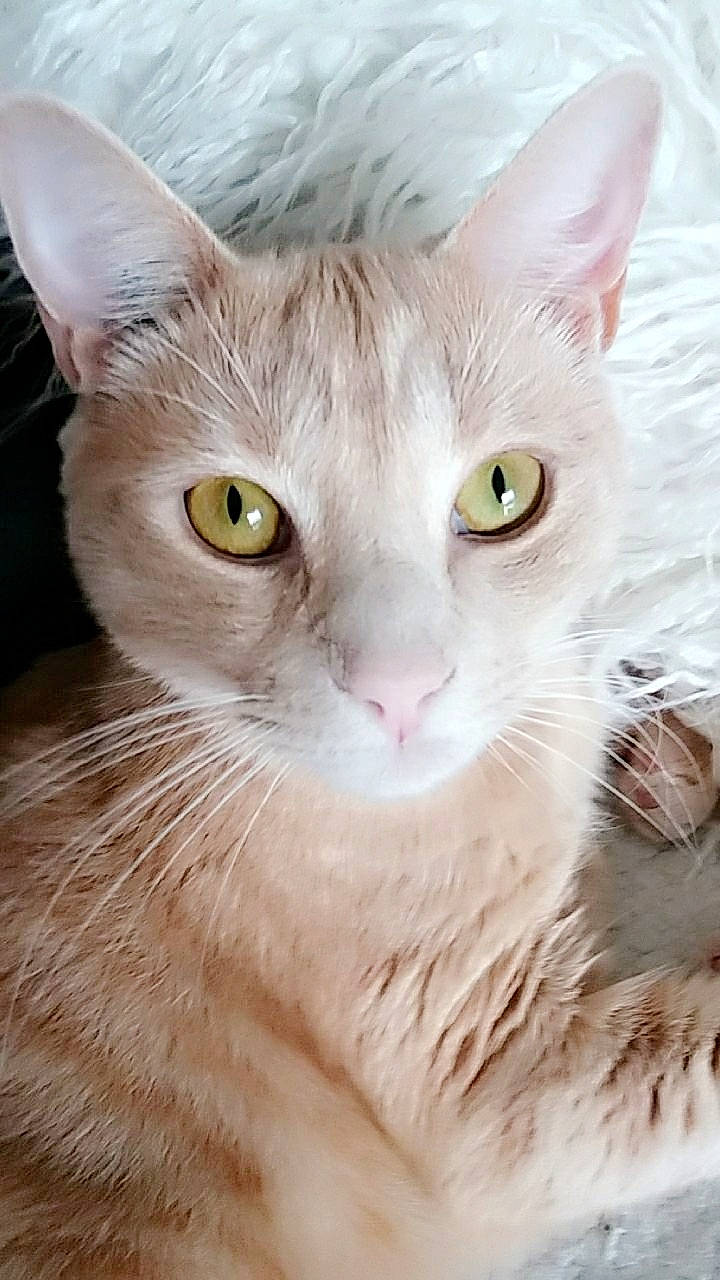 Omaley participe au concours pour gagner de l'argent avec cette photo : aegean_cat, arabian_mau, asian, australian_mist, burmilla, carnivore, cat, close_up, domestic_short_haired_cat, eye, felidae, german_rex, javanese, mammal, oriental_longhair, small_to_medium_sized_cats, snout, turkish_angora, vertebrate, whiskers