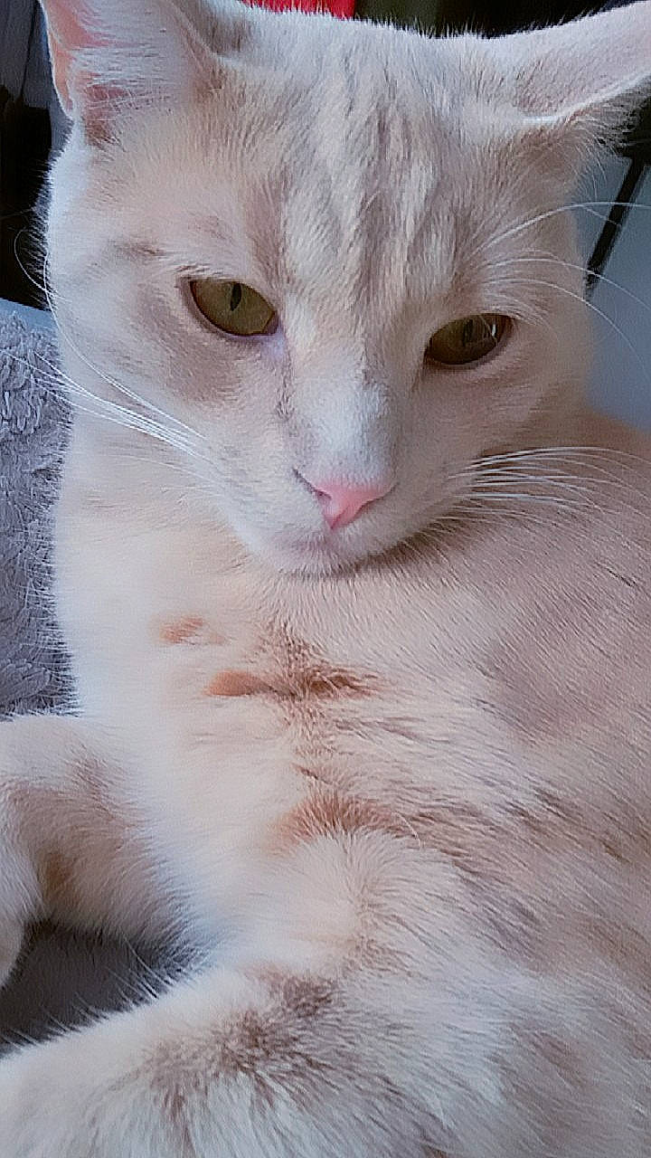 Omaley participe au concours pour gagner de l'argent avec cette photo : aegean_cat, british_semi_longhair, burmilla, carnivore, cat, close_up, domestic_long_haired_cat, domestic_short_haired_cat, eye, felidae, fur, khao_manee, mammal, small_to_medium_sized_cats, snout, turkish_angora, turkish_van, whiskers