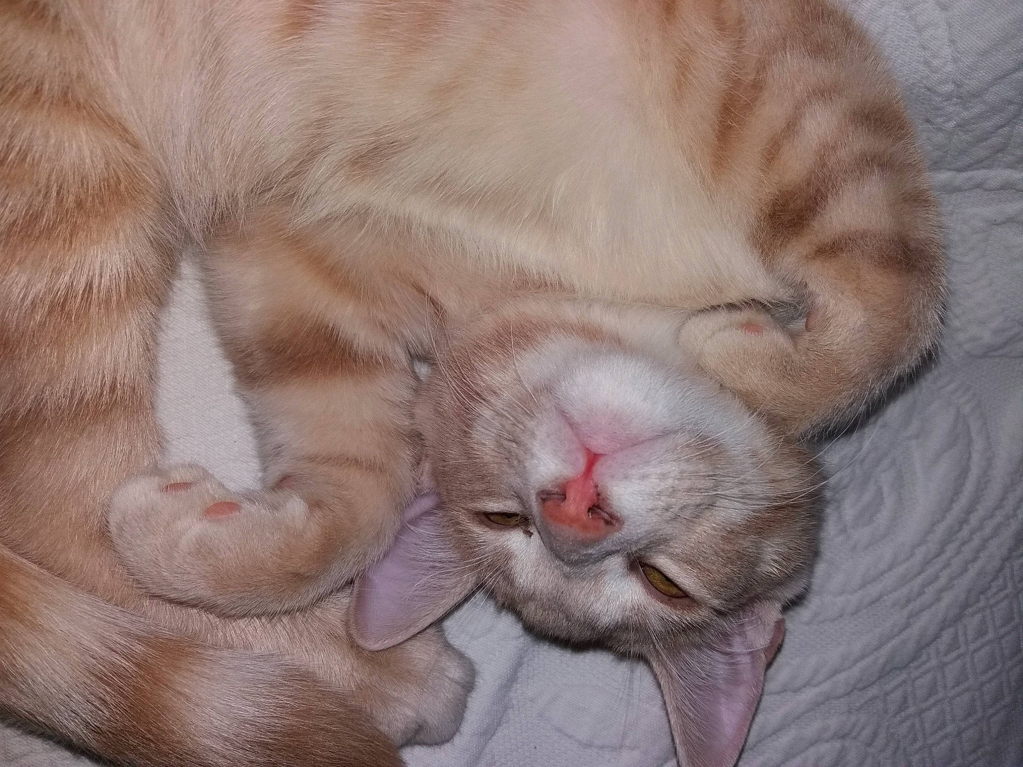 Omaley a rejoint le concours — aidez-le/la à gagner de superbes lots ! carnivore, cat, claw, close_up, european_shorthair, fawn, felidae, fur, kitten, nap, nose, paw, skin, sleep, small_to_medium_sized_cats, snout, whiskers