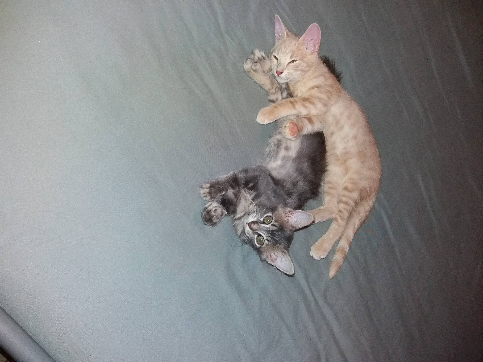 Omaley participe au concours pour gagner de l'argent avec cette photo : carnivore, cat, cornish_rex, devon_rex, domestic_short_haired_cat, dragon_li, egyptian_mau, european_shorthair, felidae, fur, german_rex, kitten, mammal, ocicat, pixie_bob, rex_cat, small_to_medium_sized_cats, tabby_cat, tail, whiskers