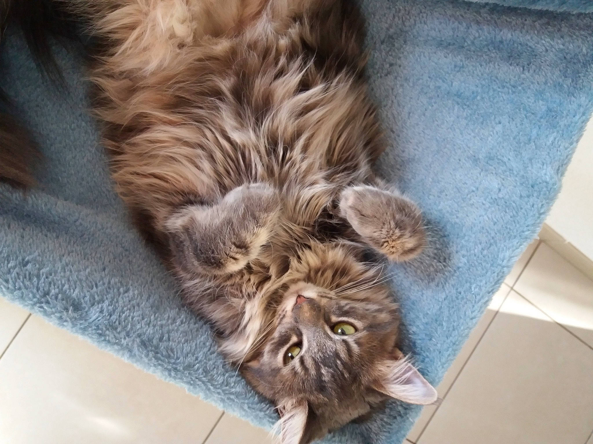 Kitty a rejoint le concours — aidez-le/la à gagner de superbes lots ! british_semi_longhair, carnivore, cat, domestic_long_haired_cat, domestic_short_haired_cat, dragon_li, european_shorthair, eye, felidae, fur, kitten, maine_coon, mammal, norwegian_forest_cat, pixie_bob, ragamuffin, siberian, small_to_medium_sized_cats, tabby_cat, whiskers