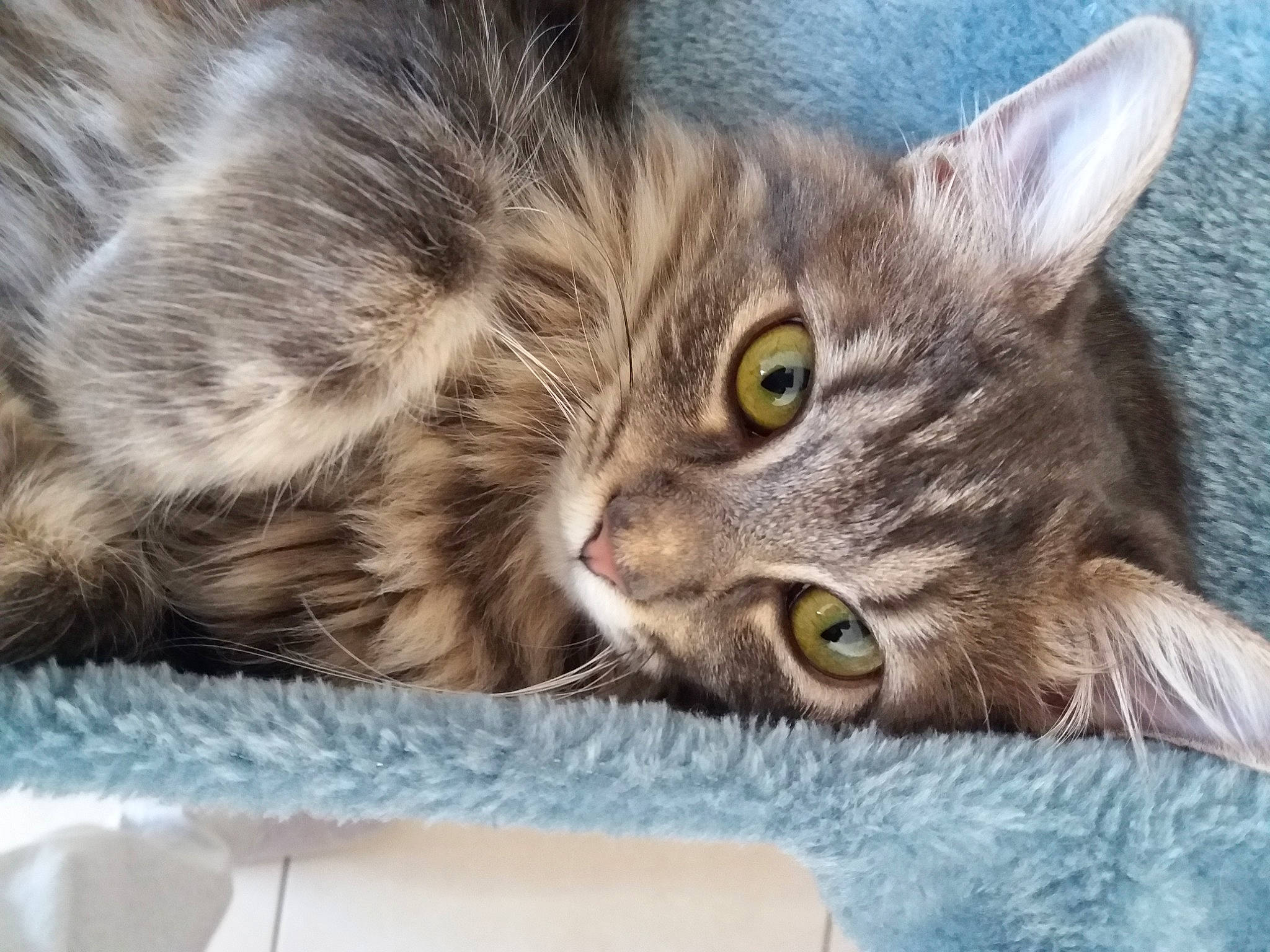 Kitty a rejoint le concours — aidez-le/la à gagner de superbes lots ! british_semi_longhair, carnivore, cat, domestic_long_haired_cat, domestic_short_haired_cat, dragon_li, european_shorthair, eye, felidae, kitten, maine_coon, mammal, nebelung, norwegian_forest_cat, pixie_bob, polydactyl_cat, siberian, small_to_medium_sized_cats, tabby_cat, whiskers