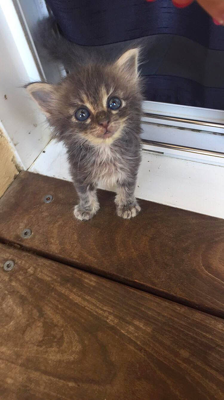 Kitty participe au concours pour gagner de l'argent avec cette photo : asian, british_longhair, british_semi_longhair, carnivore, cat, domestic_long_haired_cat, domestic_short_haired_cat, eye, fawn, felidae, fur, kitten, maine_coon, mammal, persian, siberian, skin, small_to_medium_sized_cats, vertebrate, whiskers