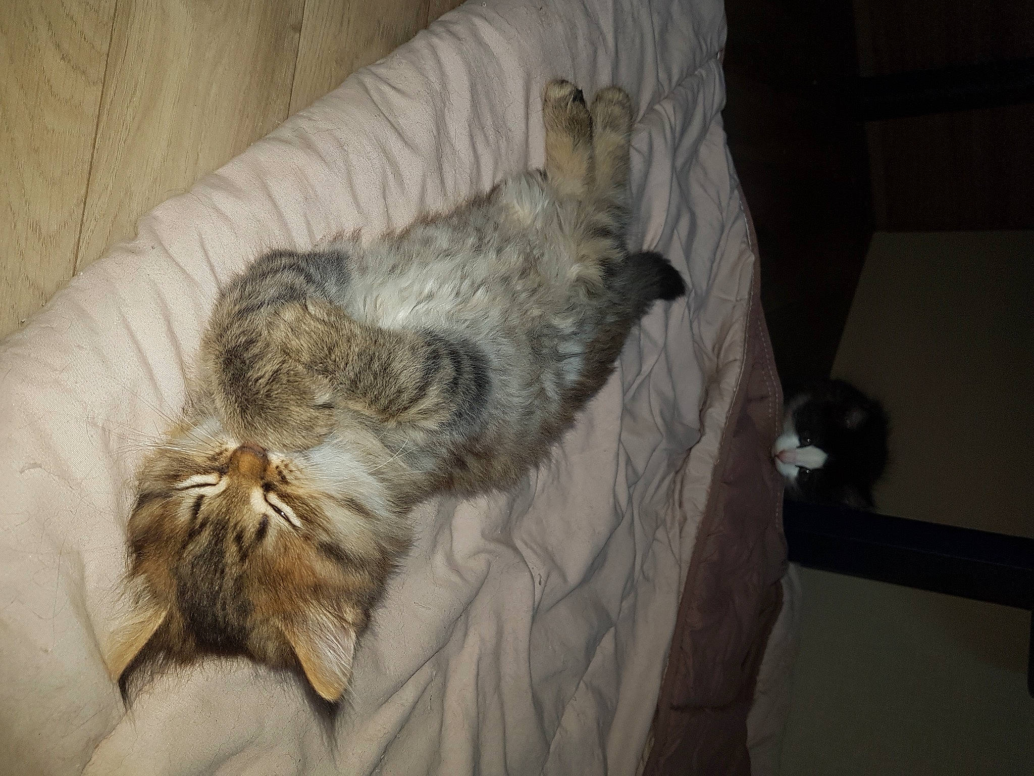 Beauté participe au concours pour gagner de l'argent avec cette photo : bed_sheet, carnivore, cat, claw, comfort, couch, domestic_short_haired_cat, felidae, fur, grey, linens, nap, paw, sleep, small_to_medium_sized_cats, tail, whiskers, wood