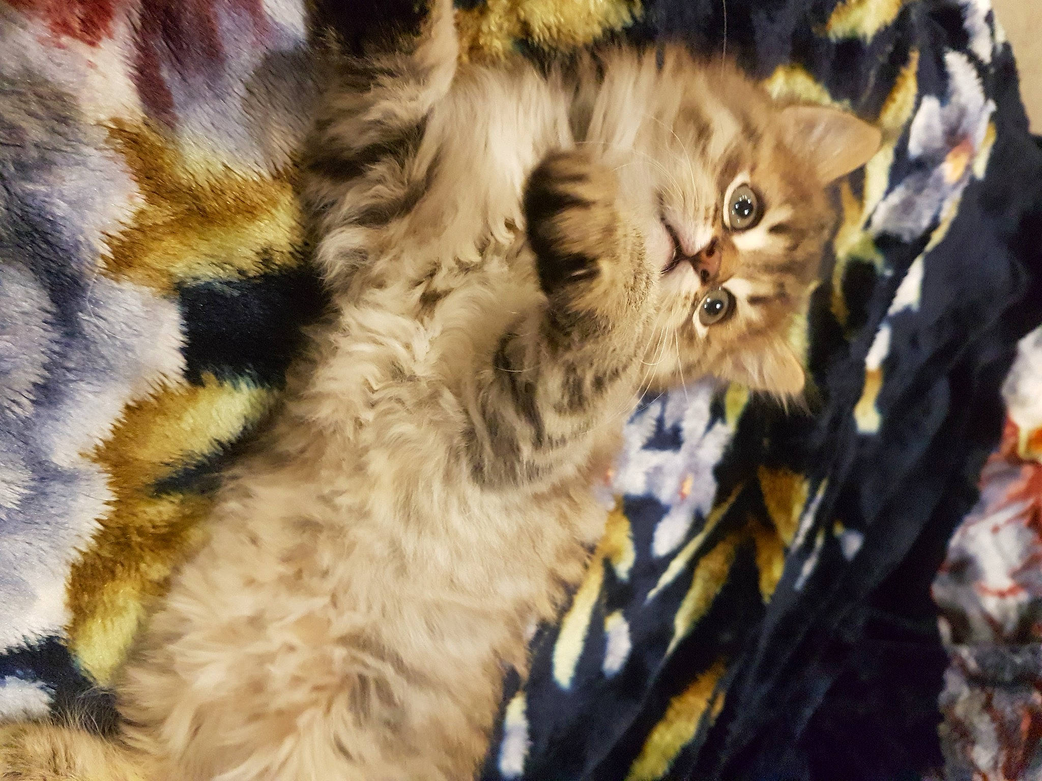 Beauté a rejoint le concours — aidez-le/la à gagner de superbes lots ! big_cats, carnivore, cat, claw, domestic_short_haired_cat, event, eye, fawn, felidae, fur, grass, pattern, plant, small_to_medium_sized_cats, snout, tail, terrestrial_animal, tree, whiskers, wildlife