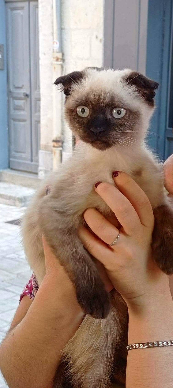 Théodore a rejoint le concours — aidez-le/la à gagner de superbes lots ! birman, blue, carnivore, cat, door, eye, eyelash, fawn, felidae, fixture, fur, gesture, head, home_door, iris, siamese, small_to_medium_sized_cats, snout, thai, whiskers