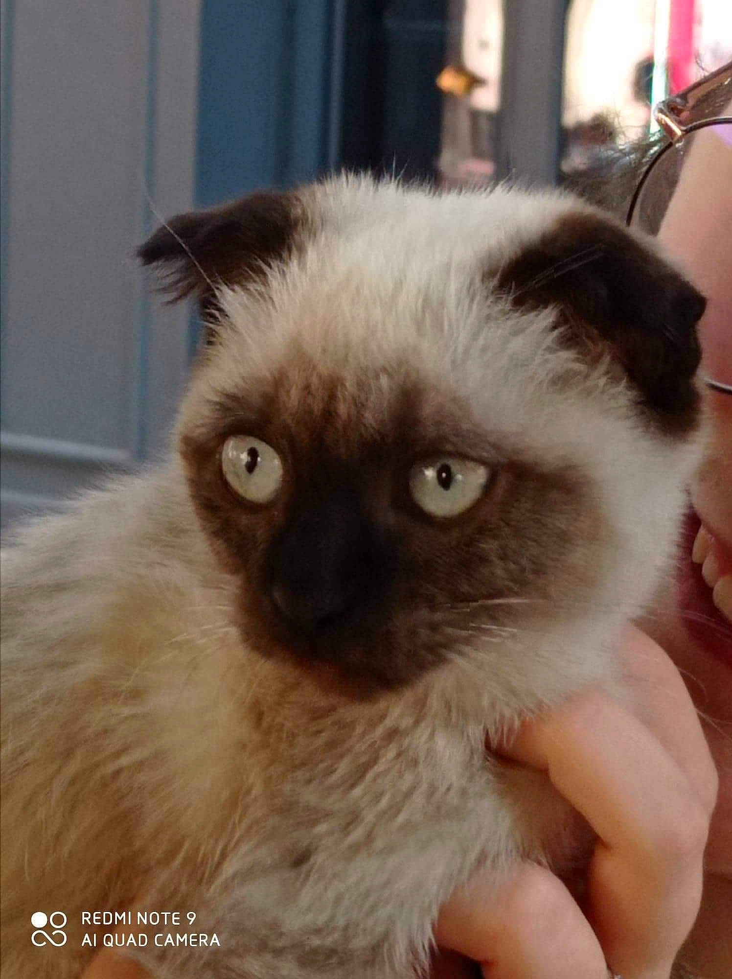 Théodore participe au concours pour gagner de l'argent avec cette photo : balinese, birman, carnivore, cat, eye, fawn, felidae, fur, nail, ragdoll, siamese, small_to_medium_sized_cats, snout, thai, whiskers