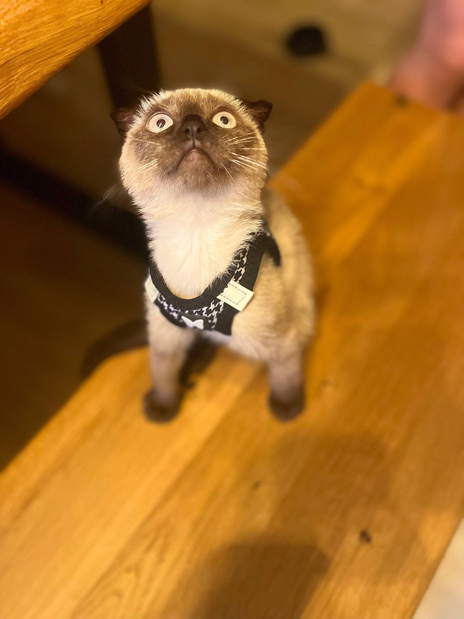 Théodore participe au concours pour gagner de l'argent avec cette photo : carnivore, cat, collar, fawn, felidae, flooring, fur, hardwood, mustelidae, plank, siamese, small_to_medium_sized_cats, snout, tail, terrestrial_animal, varnish, whiskers, wood, wood_flooring, wood_stain