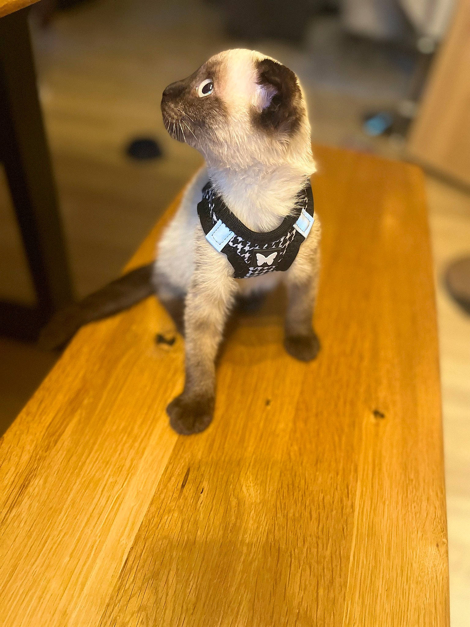 Théodore participe au concours pour gagner de l'argent avec cette photo : carnivore, companion_dog, dog_breed, eye, fawn, flooring, fur, hardwood, laminate_flooring, mustelidae, plank, snout, table, tail, terrestrial_animal, varnish, whiskers, wood, wood_flooring, wood_stain