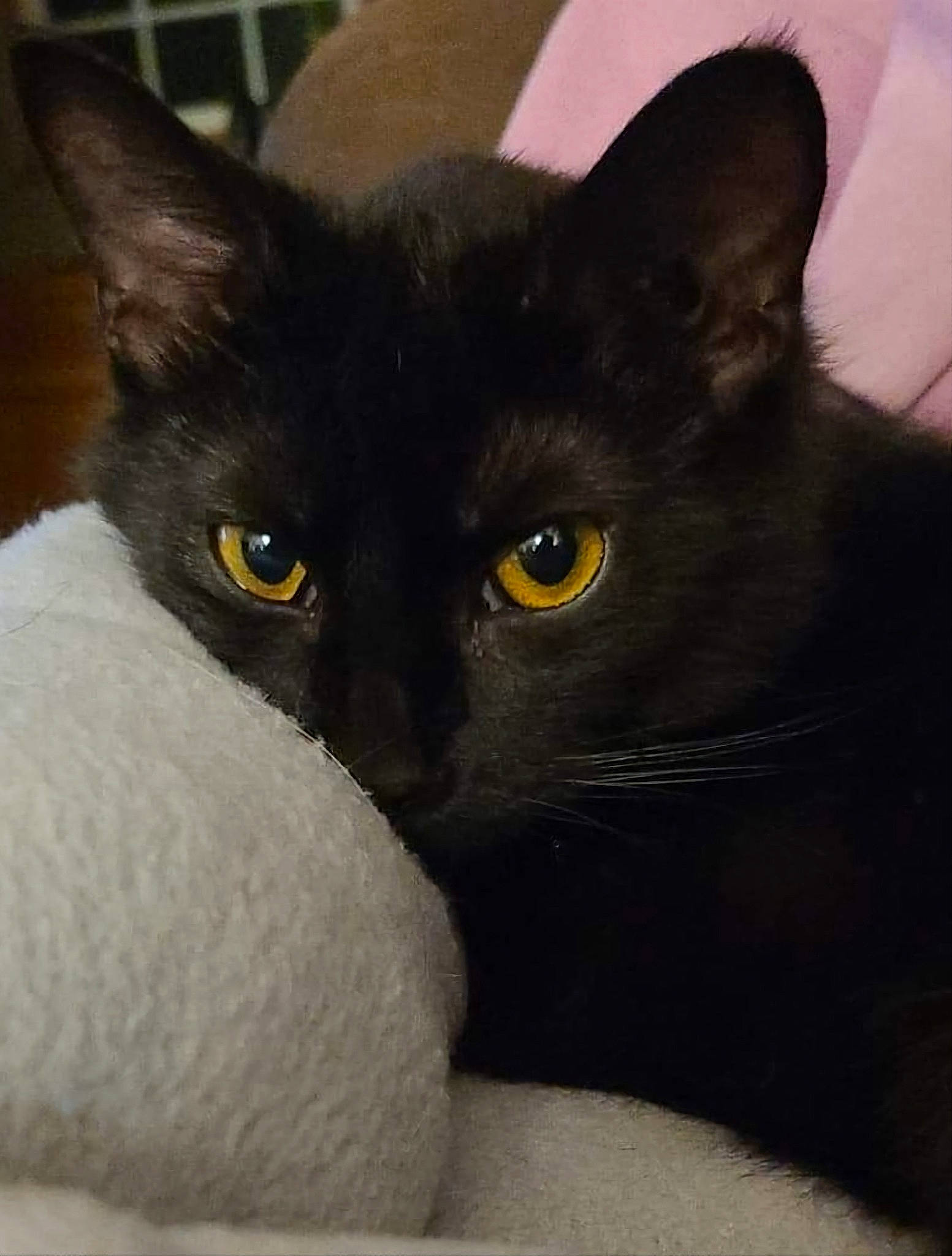 Rafe is registered to the contest to win money with this photo: black_cat, carnivore, cat, comfort, domestic_short_haired_cat, eye, felidae, fur, grey, head, iris, small_to_medium_sized_cats, snout, terrestrial_animal, whiskers