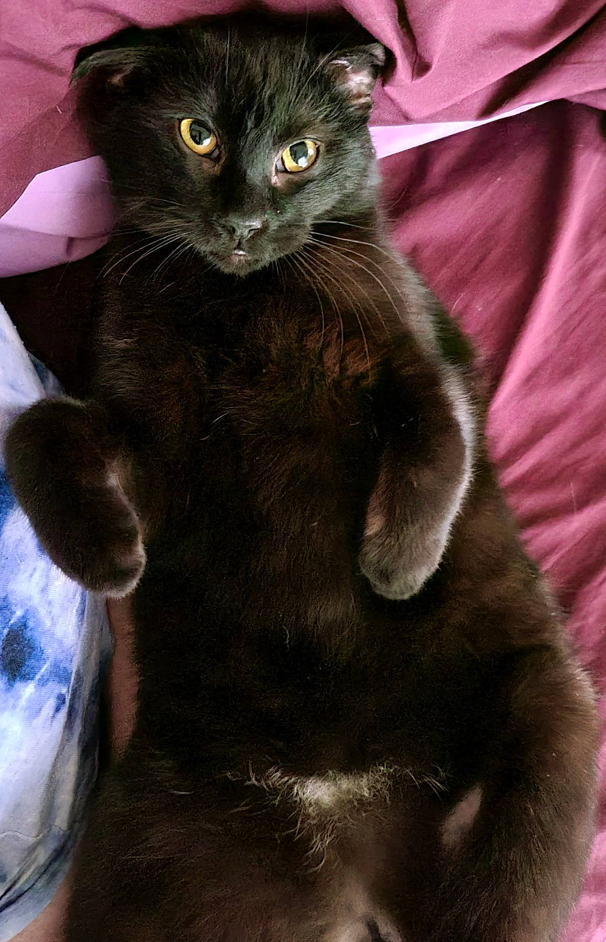 Rafe joined the competition — help win amazing prizes! black_cat, carnivore, cat, domestic_short_haired_cat, felidae, fur, grey, havana_brown, magenta, paw, small_to_medium_sized_cats, snout, tail, terrestrial_animal, whiskers, window