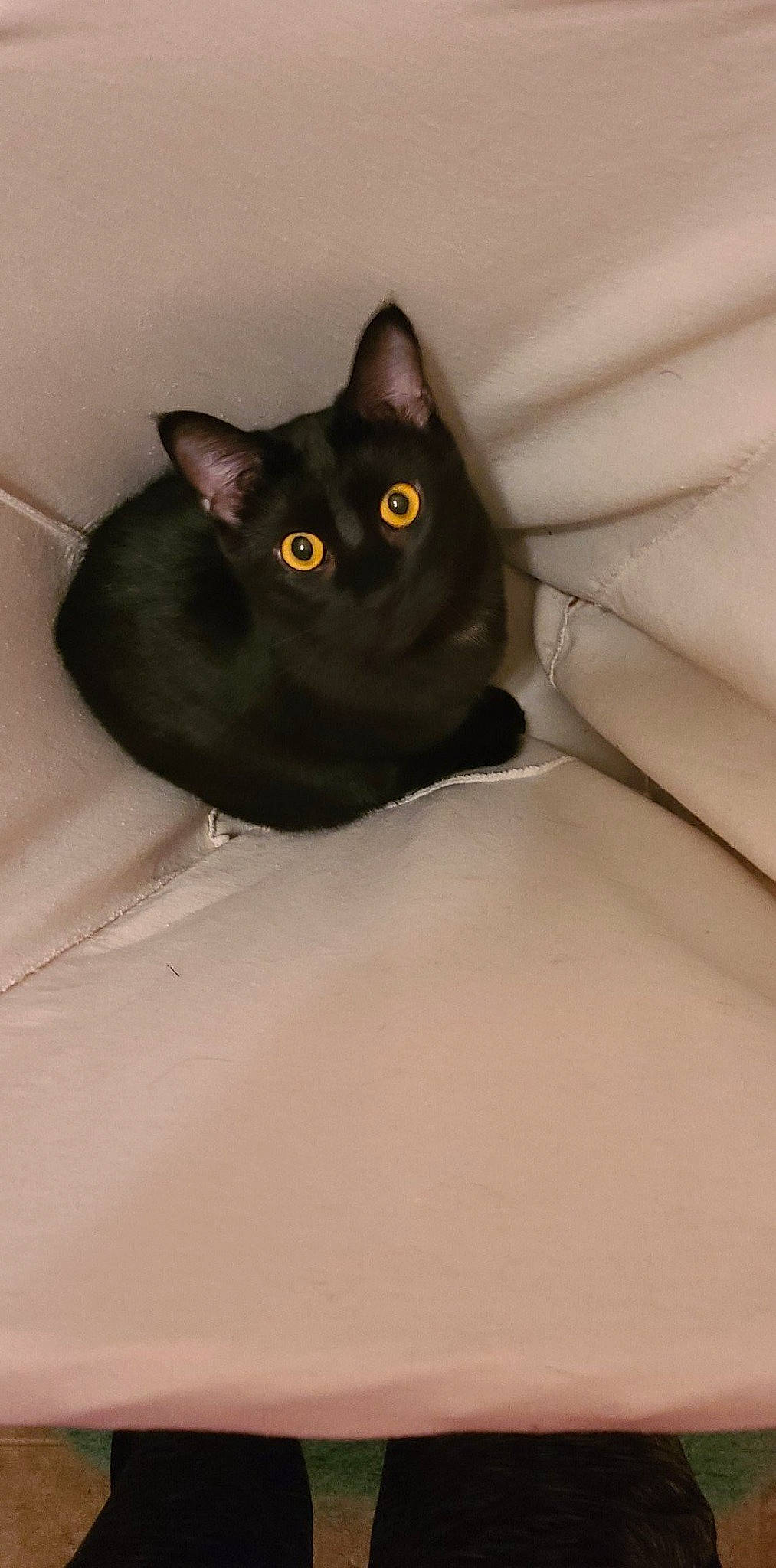 Rafe is registered to the contest to win money with this photo: black_cat, bombay, carnivore, cat, domestic_short_haired_cat, eye, felidae, grey, havana_brown, small_to_medium_sized_cats, snout, tail, whiskers, window