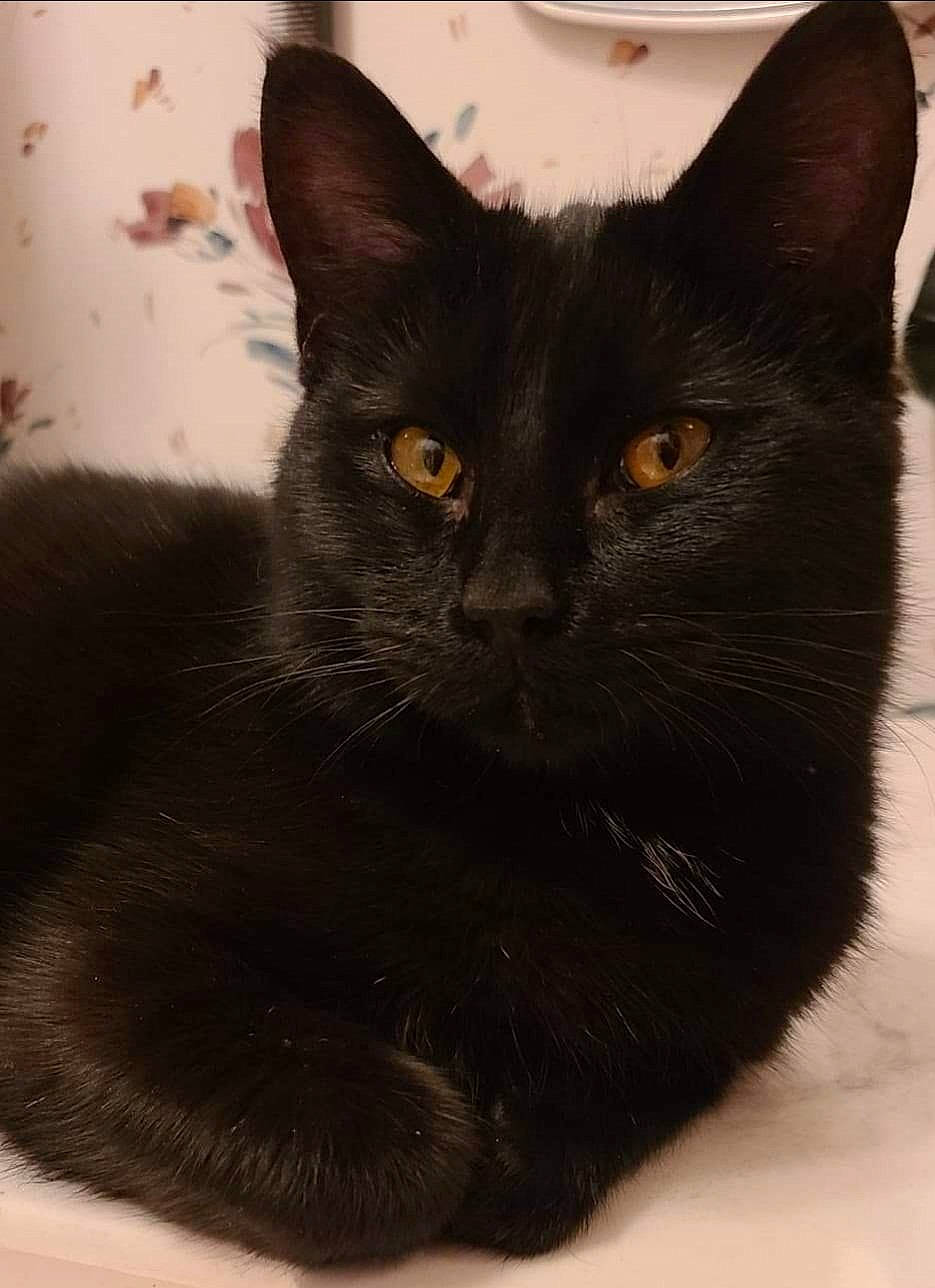 Rafe is registered to the contest to win money with this photo: carnivore, cat, domestic_short_haired_cat, felidae, fur, small_to_medium_sized_cats, snout, terrestrial_animal, whiskers