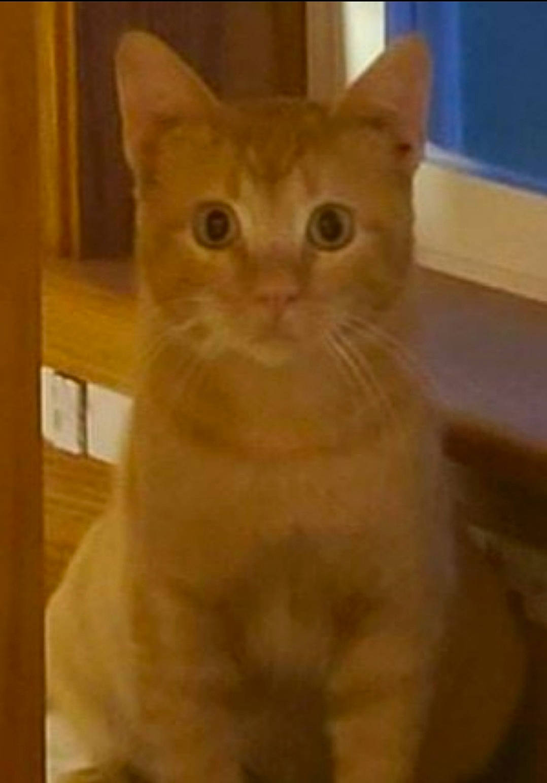 Mango joined the competition — help win amazing prizes! carnivore, cat, domestic_short_haired_cat, ear, eye, fawn, felidae, fur, hair, hardwood, head, small_to_medium_sized_cats, snout, whiskers, wood