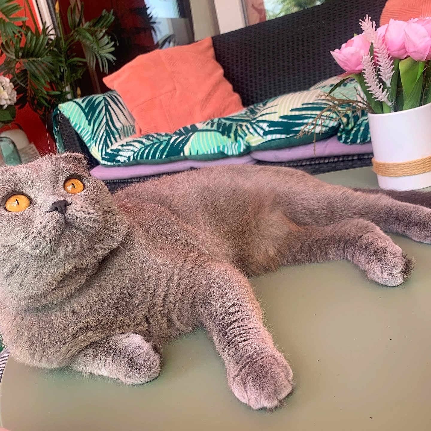 Grisou a rejoint le concours — aidez-le/la à gagner de superbes lots ! animal, architecture, building, cat, couch, cushion, flower, furniture, homedecor, indoors, interiordesign, jar, livingroom, pet, plant, planter, pottedplant, pottery, room, vase