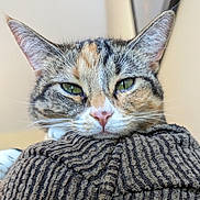 Lucy is registered to the contest to win money with this photo: cat, tabby, close_up, green_eyes, resting, cozy, striped_fabric, whiskers, pink_nose, paw, indoor, feline, cute, pet, fur, animal, relaxed, portrait, soft_texture, sleepy