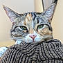 cat, tabby, close_up, green_eyes, resting, cozy, striped_fabric, whiskers, pink_nose, paw, indoor, feline, cute, pet, fur, animal, relaxed, portrait, soft_texture, sleepy