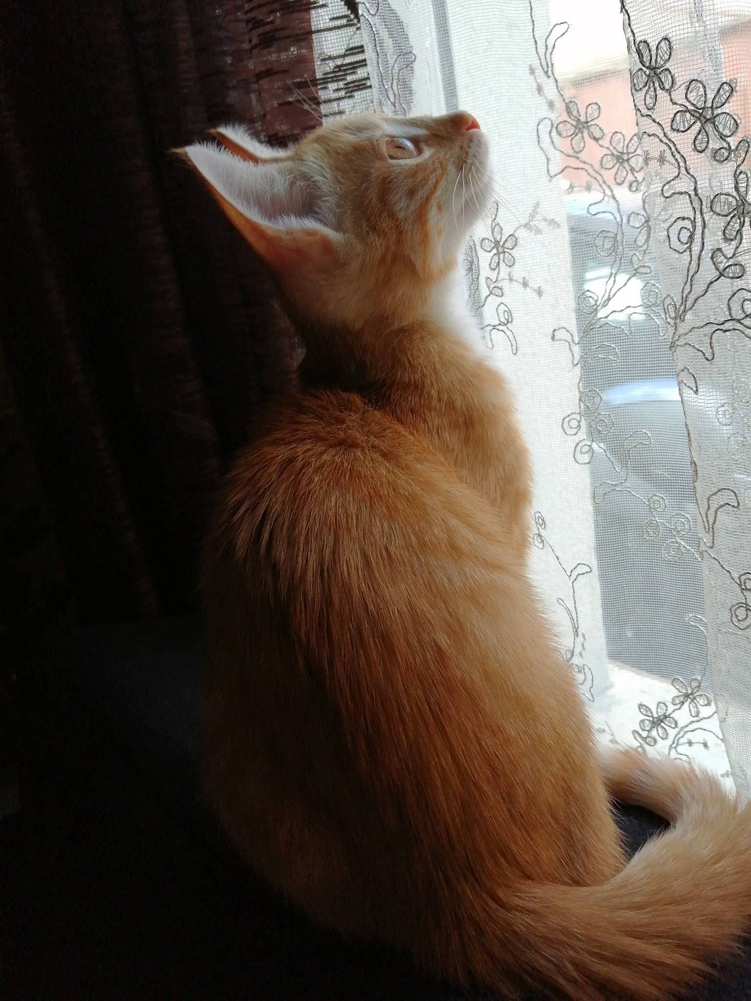 Link participe au concours pour gagner de l'argent avec cette photo : asian, carnivore, cat, ear, fawn, felidae, fur, kitten, small_to_medium_sized_cats, somali, tail, turkish_angora, whiskers, window