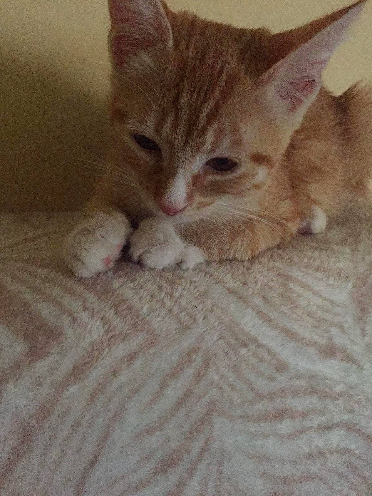 Link participe au concours pour gagner de l'argent avec cette photo : aegean_cat, arabian_mau, asian, australian_mist, carnivore, cat, domestic_short_haired_cat, european_shorthair, eye, fawn, felidae, german_rex, kitten, mammal, ojos_azules, polydactyl_cat, small_to_medium_sized_cats, snout, tabby_cat, whiskers