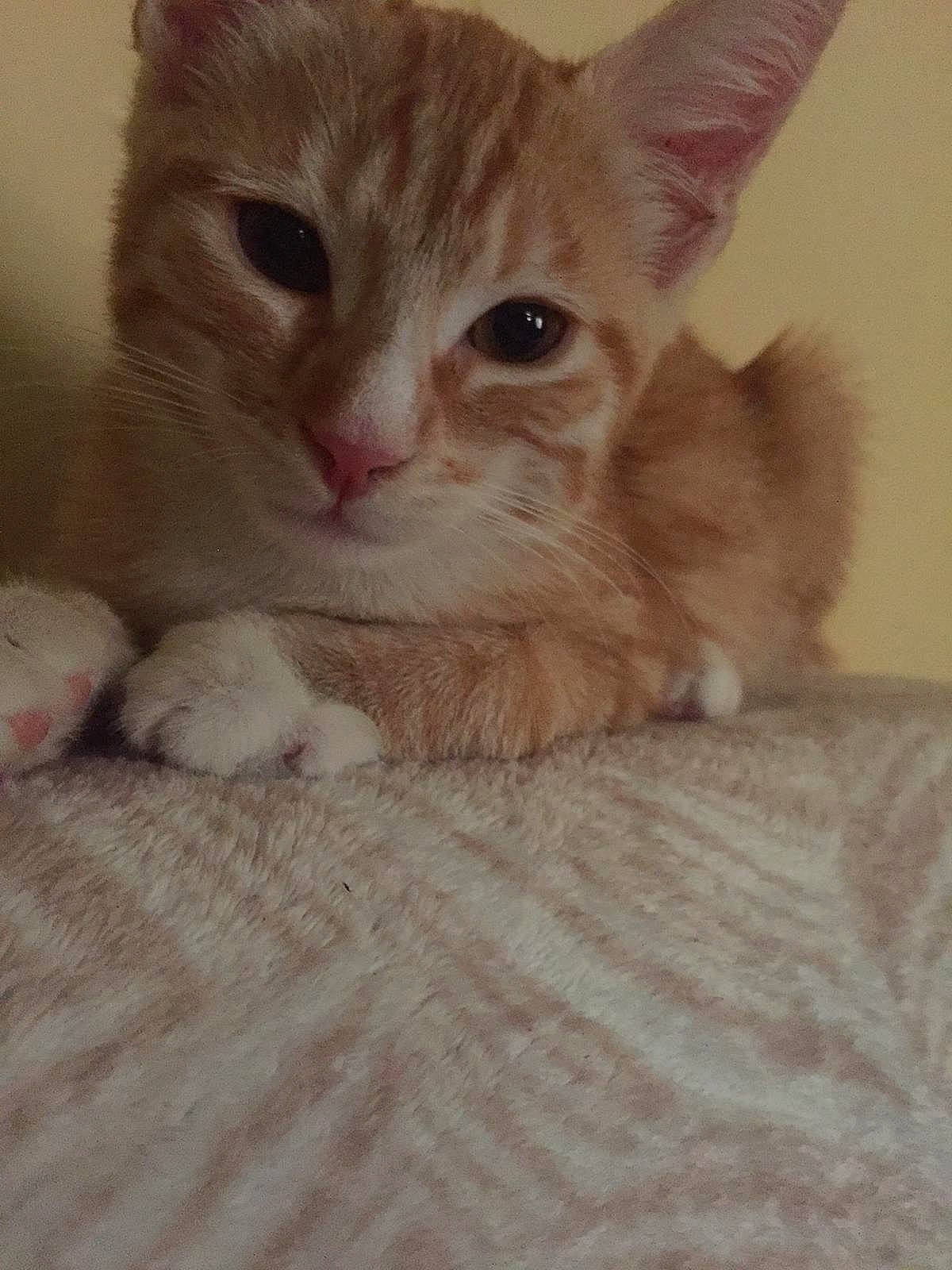 Link participe au concours pour gagner de l'argent avec cette photo : aegean_cat, arabian_mau, asian, australian_mist, burmilla, carnivore, cat, domestic_short_haired_cat, european_shorthair, eye, fawn, felidae, kitten, mammal, polydactyl_cat, small_to_medium_sized_cats, snout, tabby_cat, vertebrate, whiskers