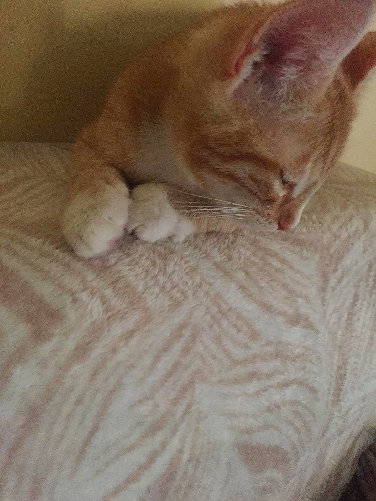 Link participe au concours pour gagner de l'argent avec cette photo : asian, carnivore, cat, ear, european_shorthair, fawn, felidae, fur, german_rex, kitten, paw, polydactyl_cat, singapura, small_to_medium_sized_cats, tail, whiskers