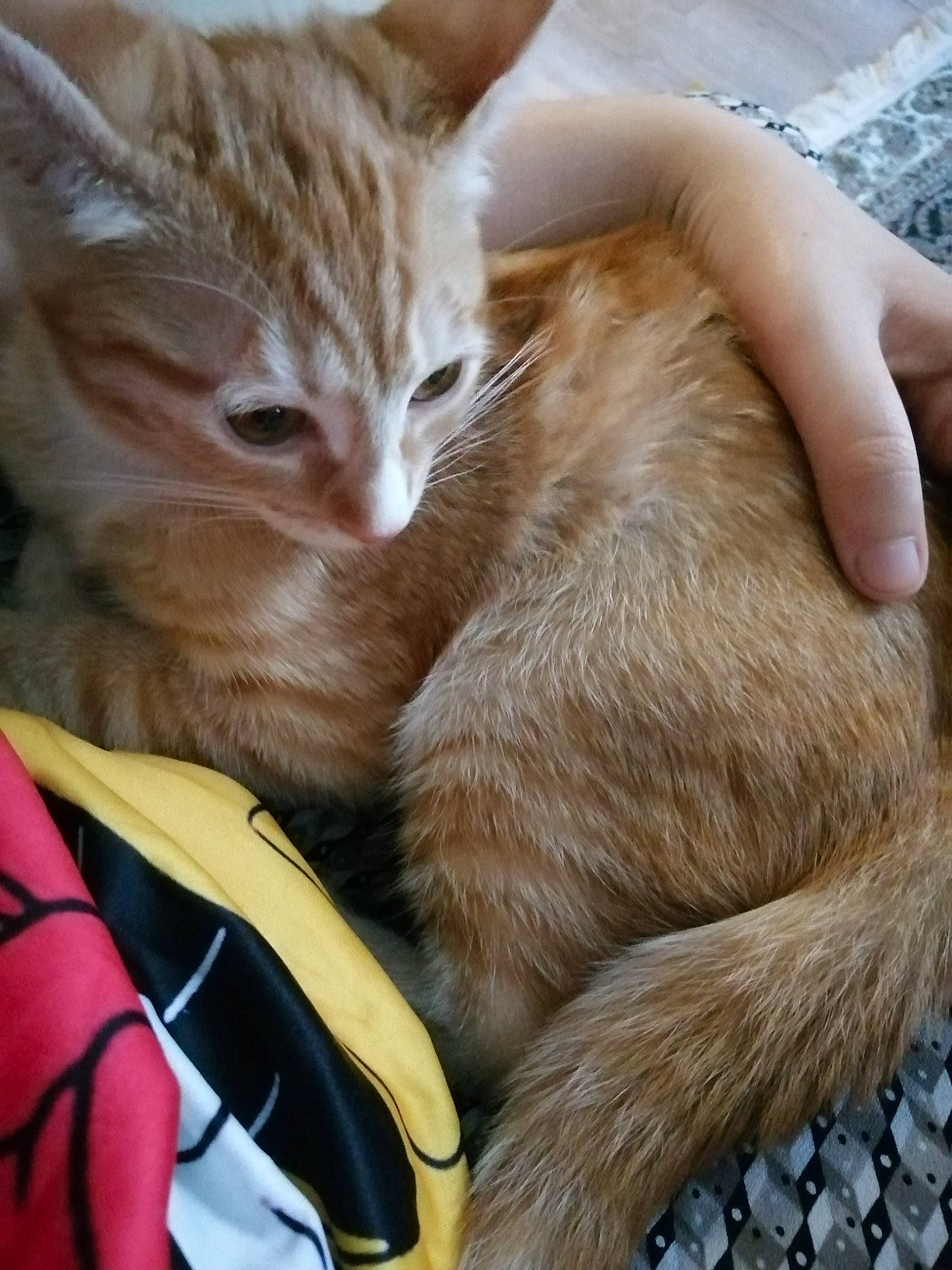 Link a rejoint le concours — aidez-le/la à gagner de superbes lots ! arabian_mau, asian, carnivore, cat, claw, domestic_short_haired_cat, european_shorthair, fawn, felidae, fur, german_rex, kitten, oriental_longhair, small_to_medium_sized_cats, tabby_cat, whiskers