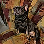 Rocky joined the competition — help win amazing prizes! dog, french_bulldog, brindle, pet, animal, chair, furniture, indoor, cute, looking_away, resting, paw, ears, snout, portrait, companionship, domestic, cozy, expression, relaxed