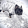 Rocky is registered to the contest to win money with this photo: dog, french_bulldog, snow, winter_clothing, white_jacket, outdoor, cold_weather, pavement, pet, animal, fur, ears, face, paw, standing, looking, black_dog, winter, canine, cute