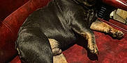 Rocky is registered to the contest to win money with this photo: dog, french_bulldog, chair, leather, pet, indoor, animal, brown, black, relaxed, sitting, looking_up, furniture, storage, container, metal, floor, shadow, paw, cute