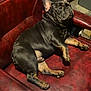 dog, french_bulldog, chair, leather, pet, indoor, animal, brown, black, relaxed, sitting, looking_up, furniture, storage, container, metal, floor, shadow, paw, cute