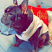 Rocky joined the competition — help win amazing prizes! french_bulldog, dog, pet, couch, pillow, jacket, indoor, furniture, holiday, christmas, red_pillow, blue_couch, canine, animal, domestic_animal, sitting, coat, ears, snout, fur
